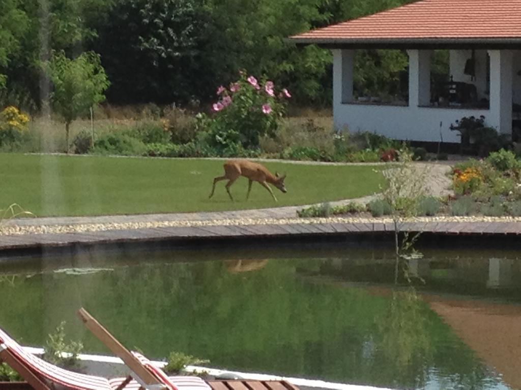 Deak Udvarhaz Hotel Kakucs Zewnętrze zdjęcie